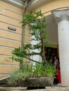Учебно-экскурсионная практика  в Санкт-Петербург-2026
